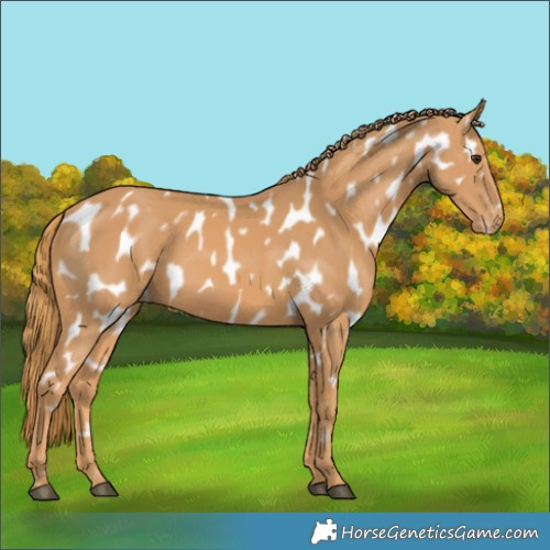 Horse Color:Chestnut Near Leopard 