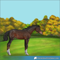 Horse Color:Liver Chestnut 