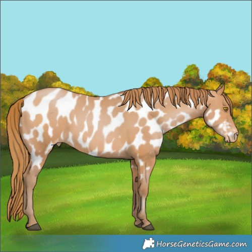 Horse Color:Bay Pearl Appaloosa 