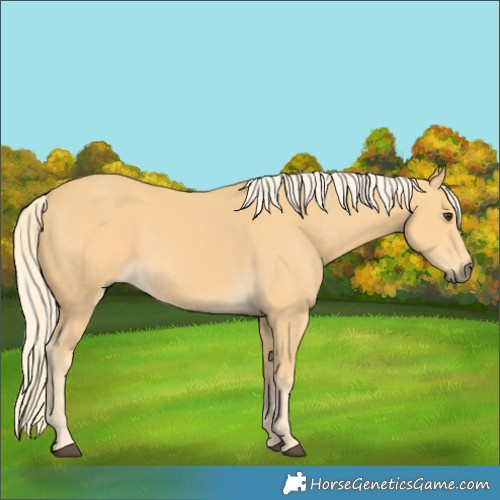 Horse Color:Palomino