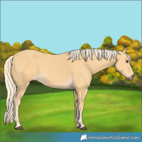 Horse Color:Palomino 