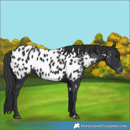Horse Color:Black Appaloosa 