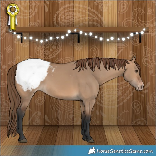 Horse Color:Bay Dun Appaloosa 