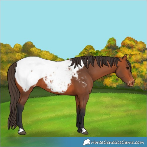 Horse Color:Bay Appaloosa