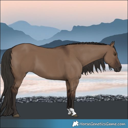 Horse Color:Liver Red Dun 