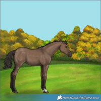 Horse Color:Liver Red Dun