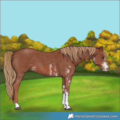 Horse Color:Chestnut Sabino 