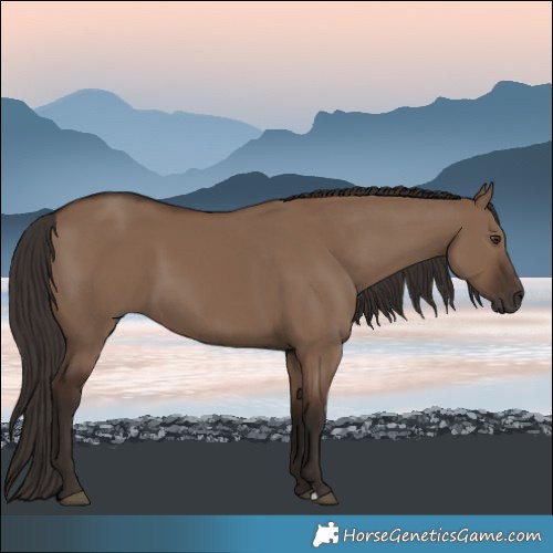 Horse Color:Liver Red Dun 