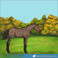 Horse Color:Liver Red Dun