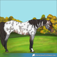 Horse Color:Bay Roan Near Leopard 