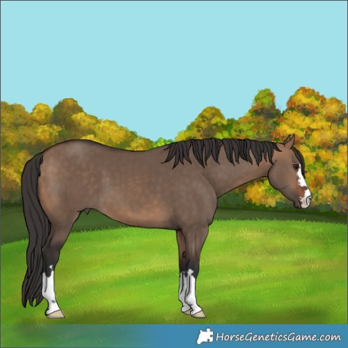 Horse Color:Bay Dun 