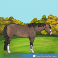 Horse Color:Bay Dun 