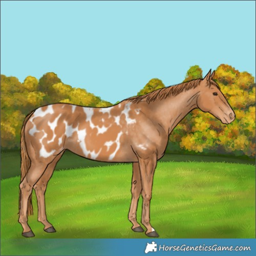 Horse Color:Chestnut Appaloosa 