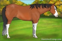 Horse Color:Bay Splash 