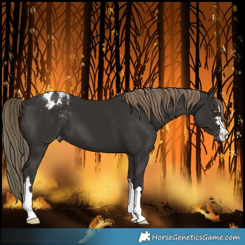 Horse Color:Liver Chestnut Varnish 
