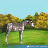 Horse Color:Gray Liver Chestnut Sabino 