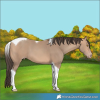 Horse Color:Amber Champagne Tobiano 