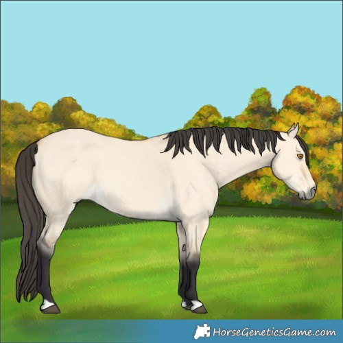 Horse Color:Buckskin Dun 