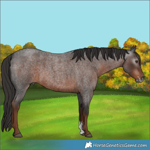 Horse Color:Gray Liver Red Roan Sabino 