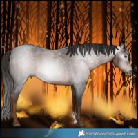 Horse Color:Gray Liver Red Roan Sabino 