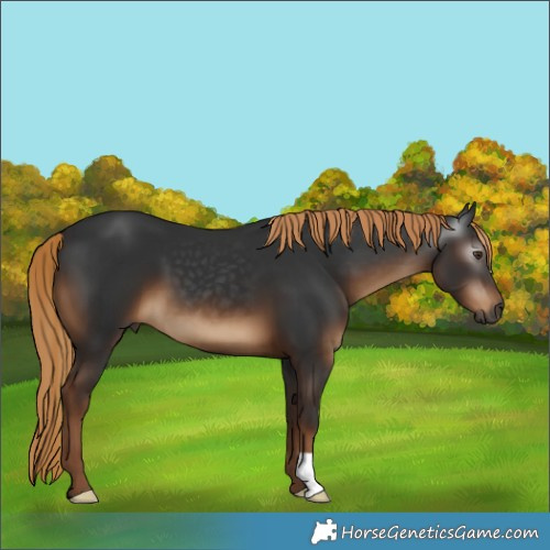 Horse Color:Gray Liver Chestnut 