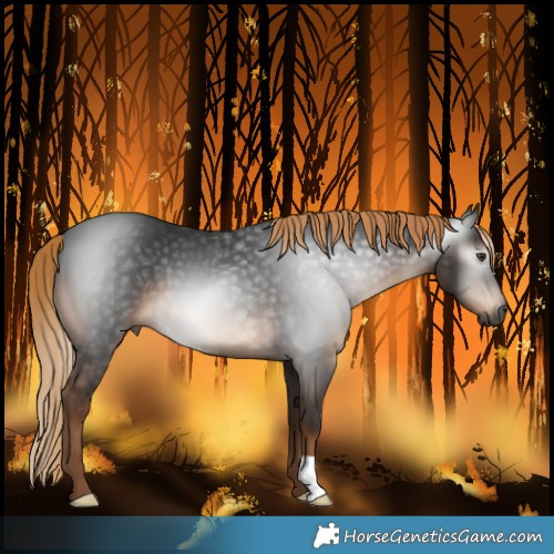 Horse Color:Gray Liver Chestnut