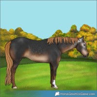 Horse Color:Gray Liver Chestnut