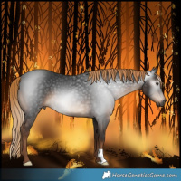 Horse Color:Gray Liver Chestnut