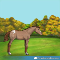 Horse Color:Red Dun Varnish 