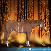 Horse Color:Chestnut Sabino 