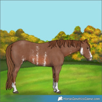 Horse Color:Chestnut Sabino 