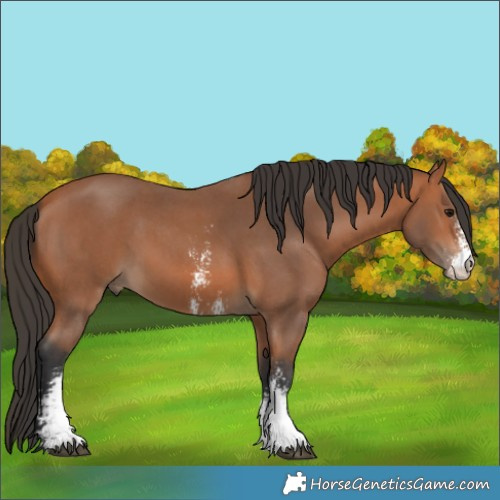 Horse Color:Bay Sabino
