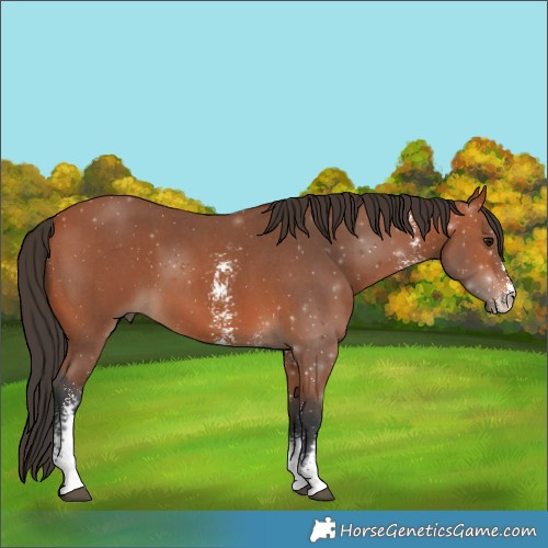 Horse Color:Bay Sabino 