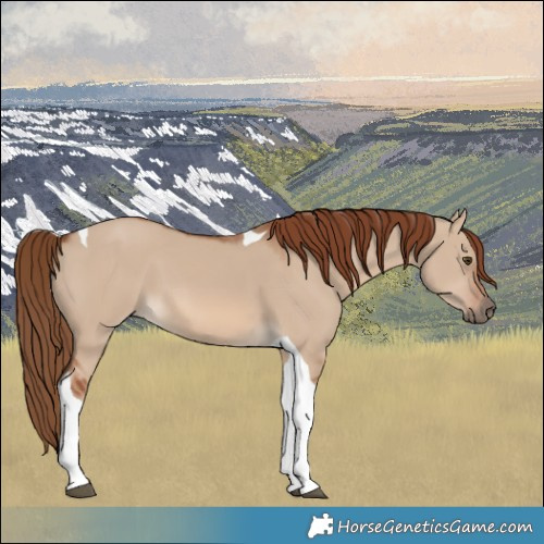 Horse Color:Red Dun Tobiano