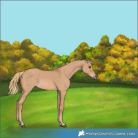 Horse Color:Red Dun
