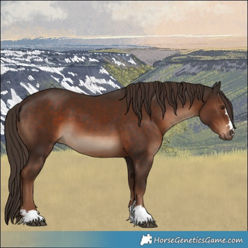 Horse Color:Liver Chestnut 