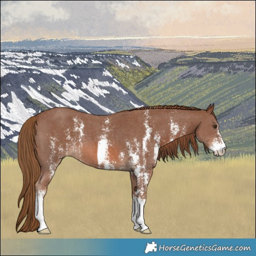 Horse Color:Chestnut Sabino