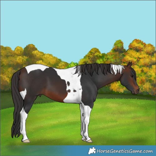 Horse Color:Brown Tobiano