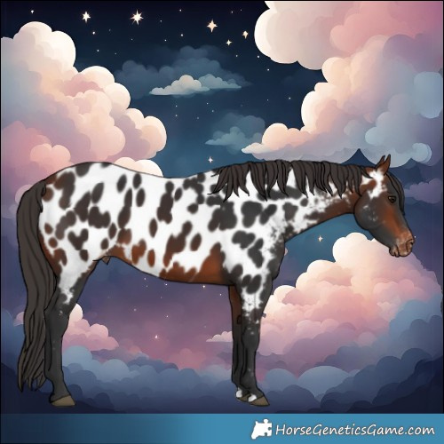 Horse Color:Bay Near Leopard 