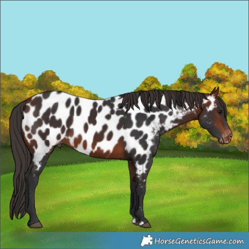 Horse Color:Bay Near Leopard