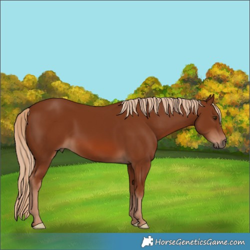 Horse Color:Chestnut 