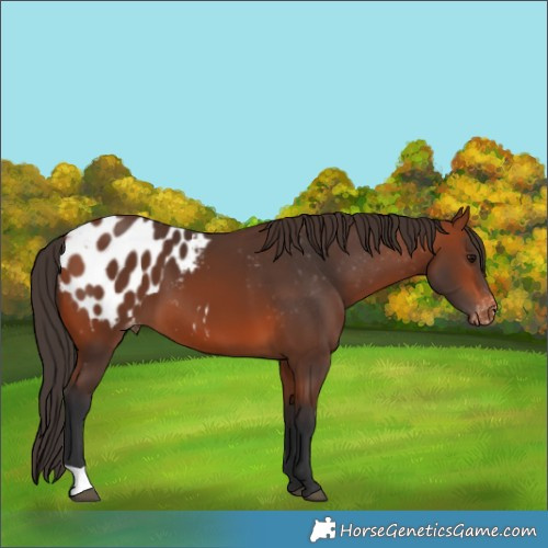 Horse Color:Bay Blanket