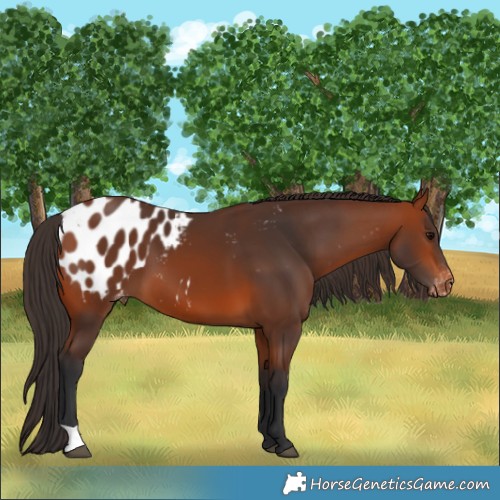 Horse Color:Bay Blanket 