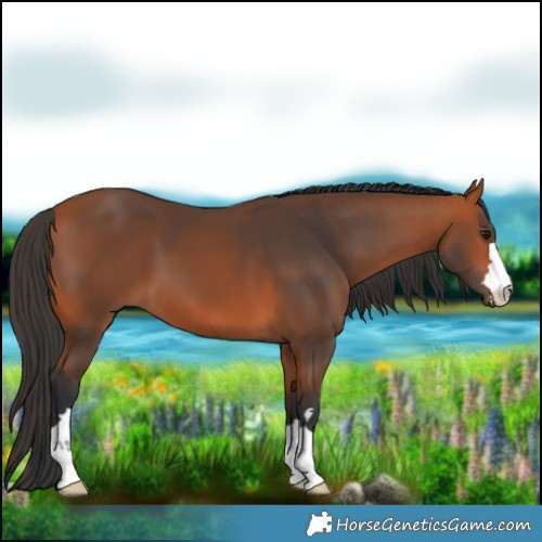 Horse Color:Bay 