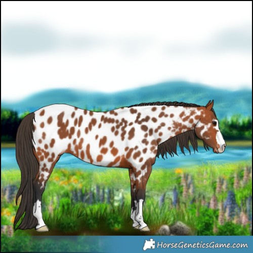Horse Color:Bay Near Leopard 