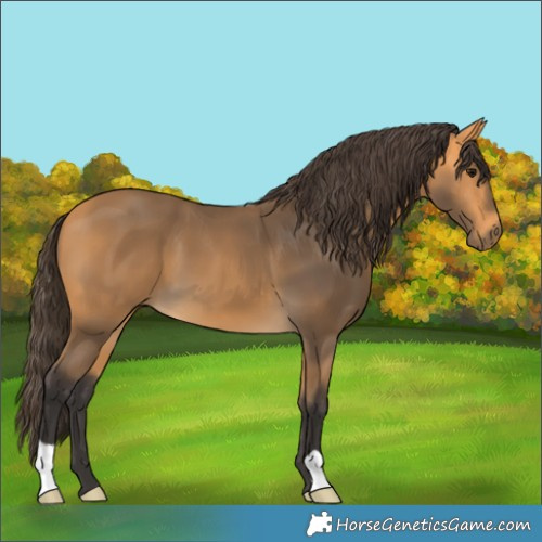 Horse Color:Buckskin 