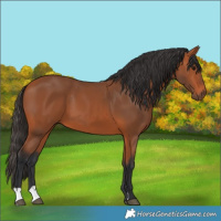 Horse Color:Bay 