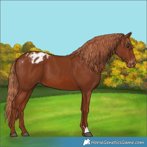 Horse Color:Chestnut Appaloosa 