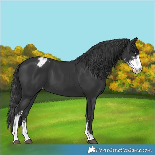 Horse Color:Black Sabino Appaloosa 