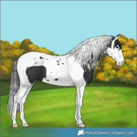 Horse Color:Black Splash Tobiano 